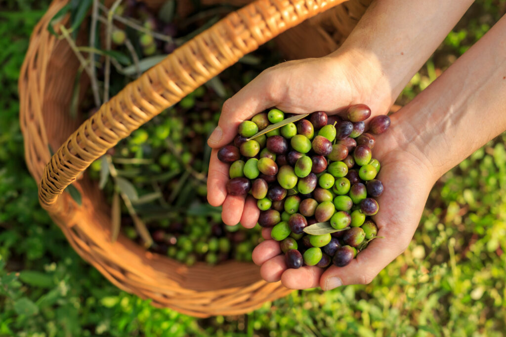 recolte-des-olives-montagne-dhahar