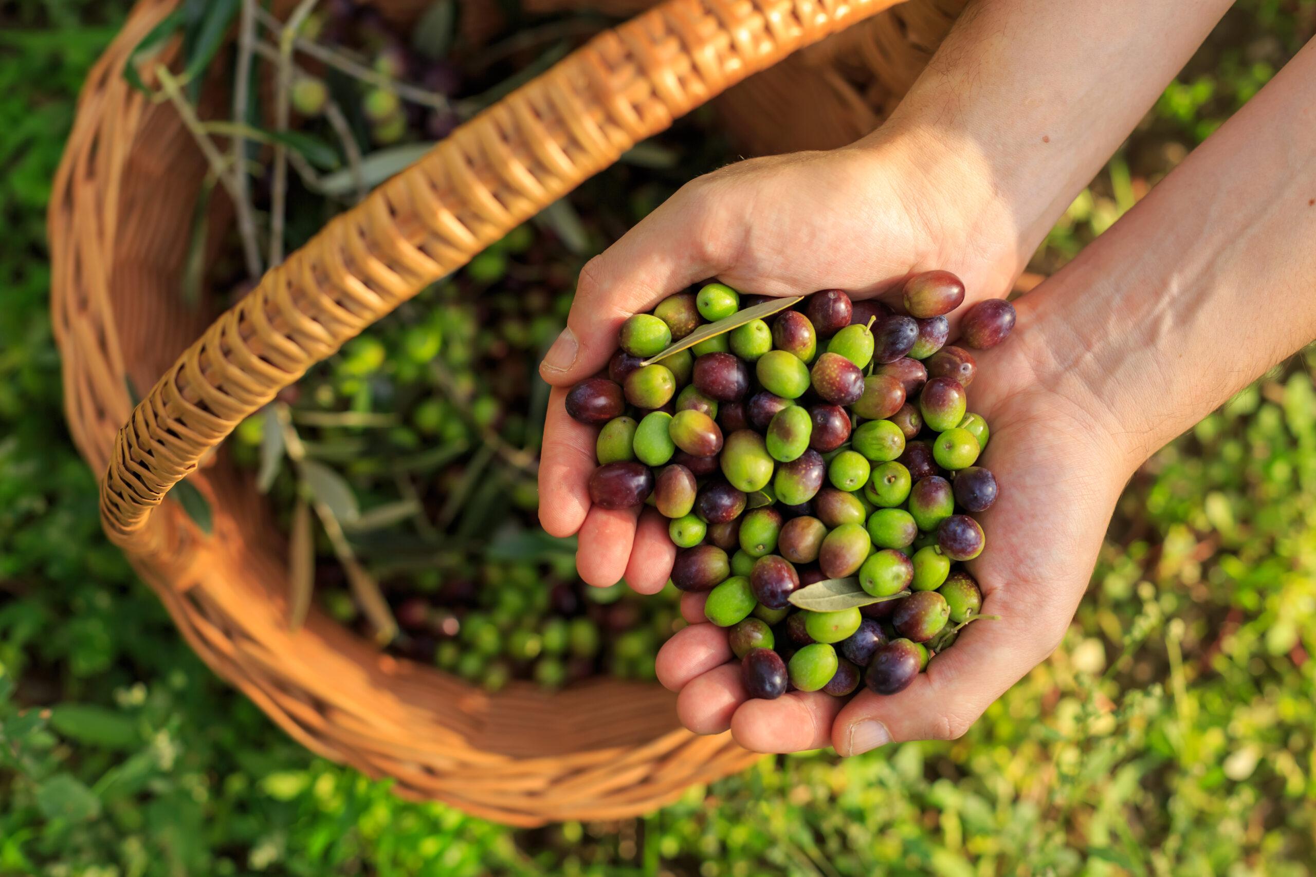 recolte-des-olives-montagne-dhahar